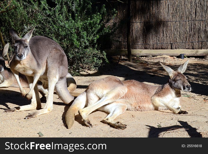Australian Eastern Grey Kangaroos sunbathing within their zoo enclosure.