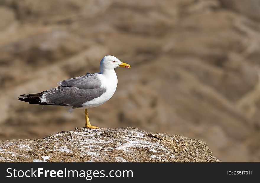 Seagull poses in the rock