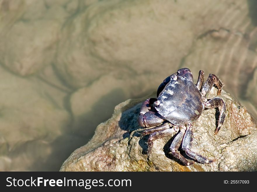 Macro shot of crab on rocks near sea