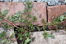 Free Light Background, Textures And A Beautiful Plant Stock Images - 255140454