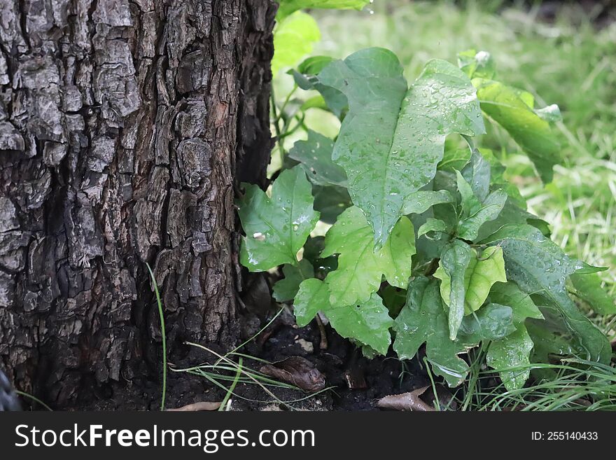 Tree on a light background with grass