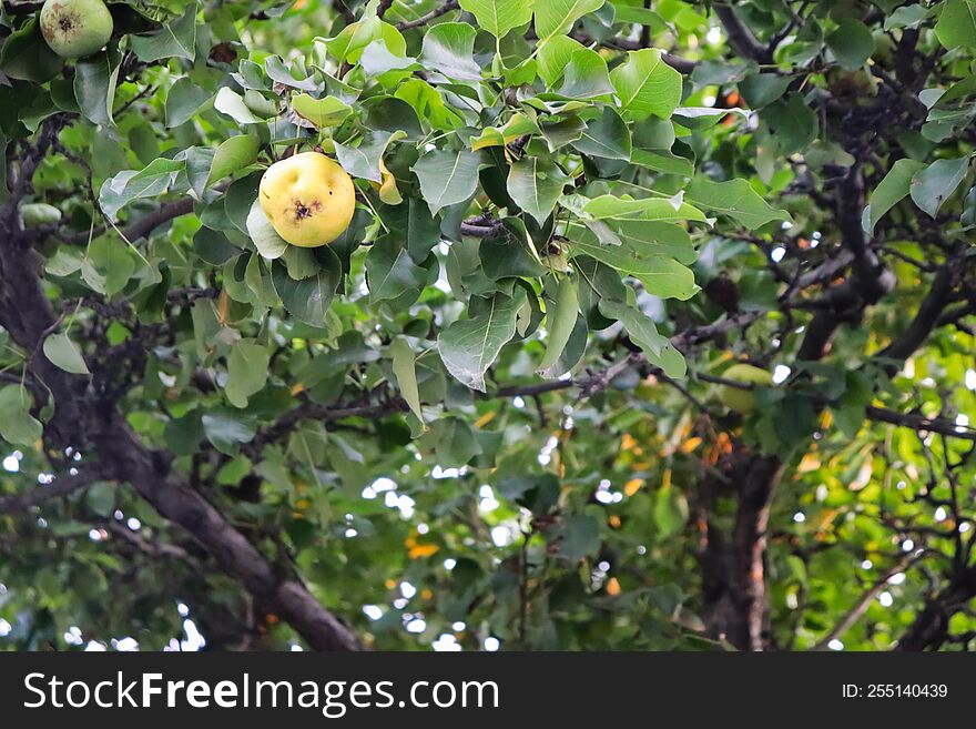 Pear Tree On A Light Background