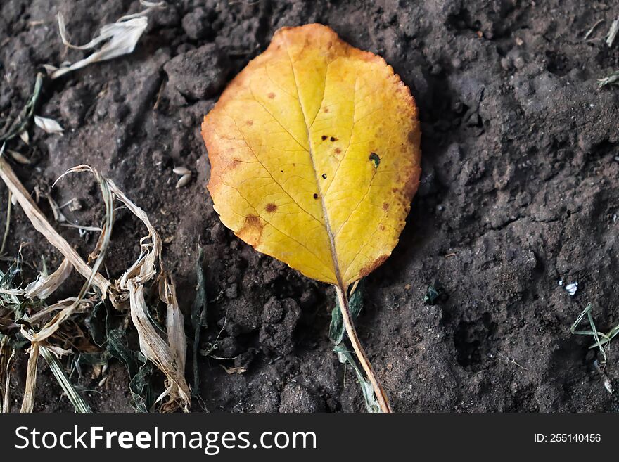 leaves on a dark background