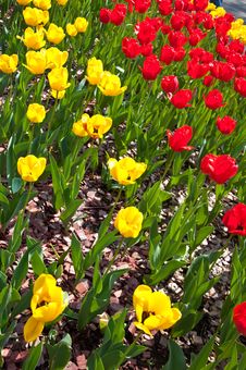 Field Full Of Red And Yellow Tulips In Bloom . Stock Photos Field Full Of Red And Yellow Tulips In Bloom . Stock Photos
