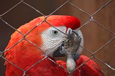 Dreams Of Freedom - Sad Parrot Behind Bars Stock Photo Dreams Of Freedom - Sad Parrot Behind Bars Stock Photo