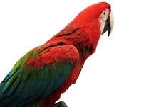 Parrot Stock Images