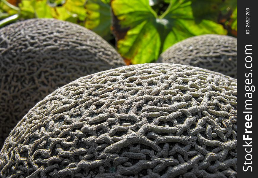 Conceptual image of muskmelon in the vegetable garden