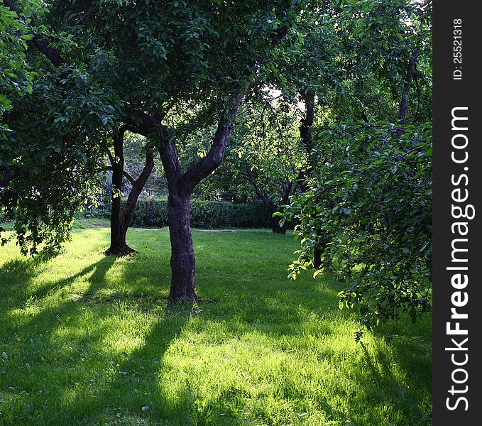 Nature background with sunbeams at the small summer park. Nature background with sunbeams at the small summer park