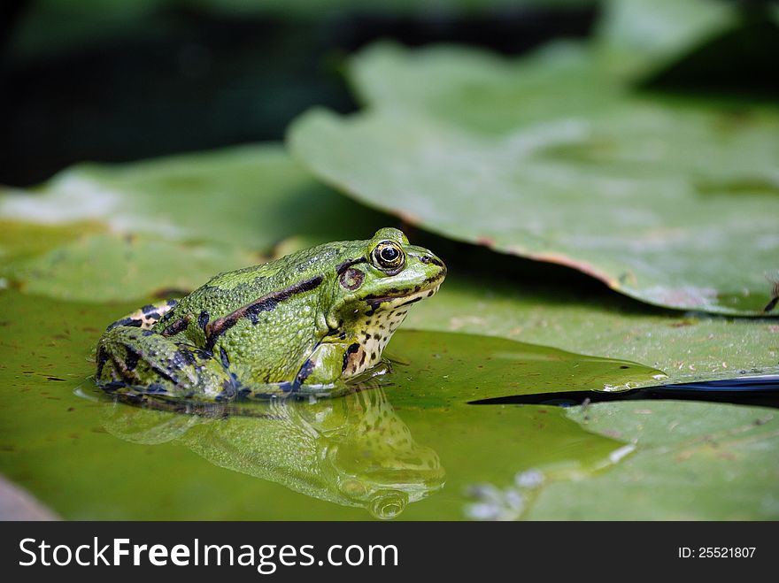 Green Frog on a lily leaf in pond
