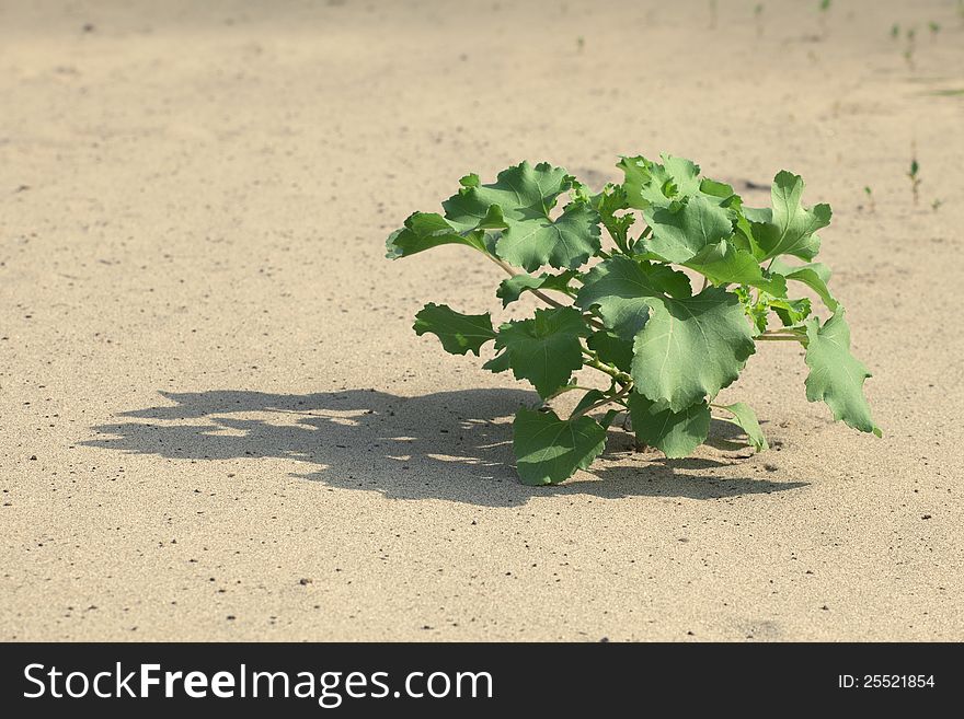 Plant growing in the sand adapted to the hot climate. Plant growing in the sand adapted to the hot climate