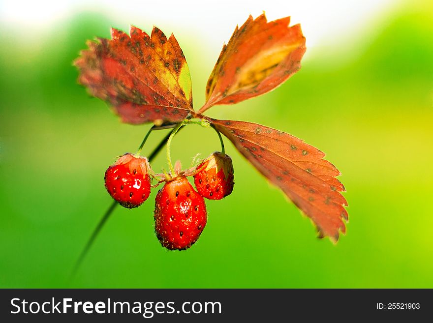 Large juicy ripe forest wild strawberries against the green background. Large juicy ripe forest wild strawberries against the green background