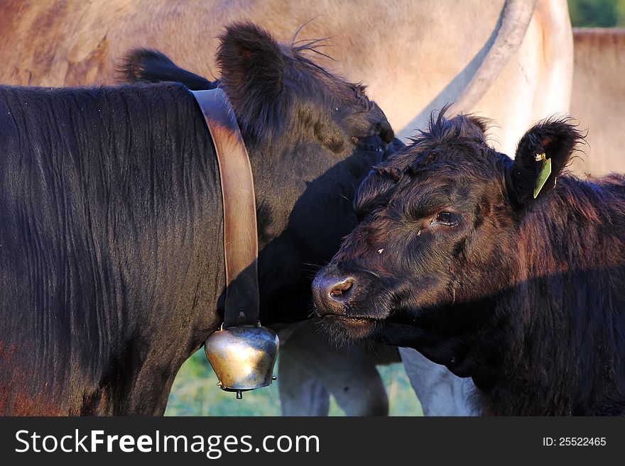 Mother's cow and calve cow from the rare cattle race Dexter. Mother's cow and calve cow from the rare cattle race Dexter