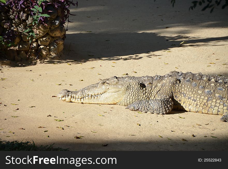 An alligator in the sand. An alligator in the sand