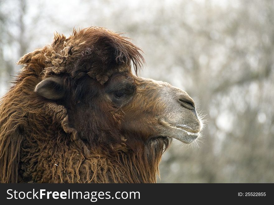 Portrait of a camel in ZOO Prague