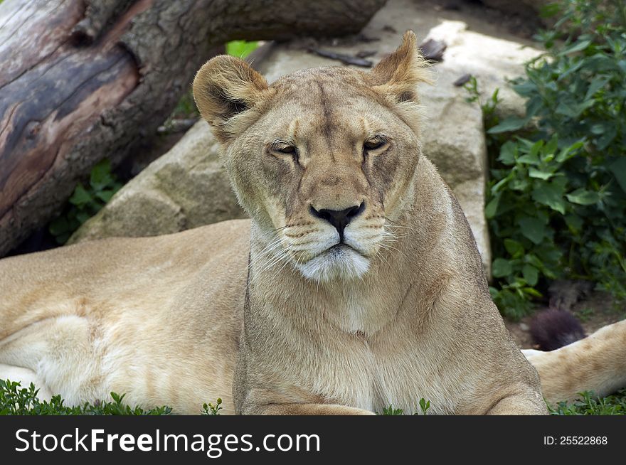 Portrait of a young lion in ZOO Vetrovy