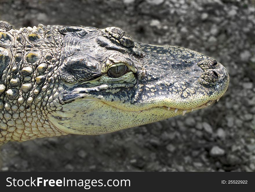 South american crocodile head with teeth