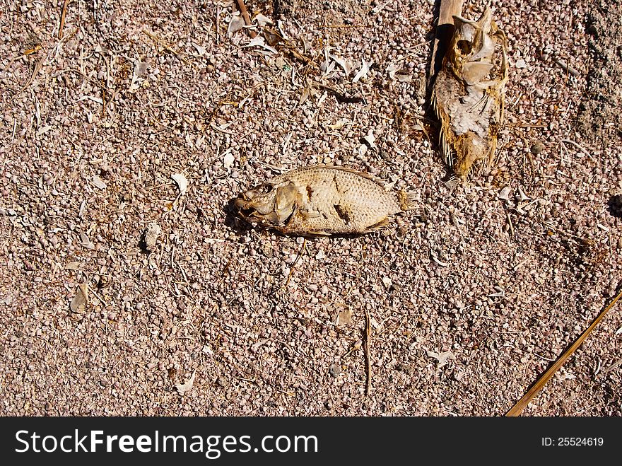 Colorful dead fish on shore of crushed fish  bones