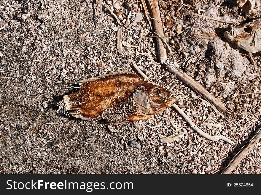 Skin and bones of dead fish