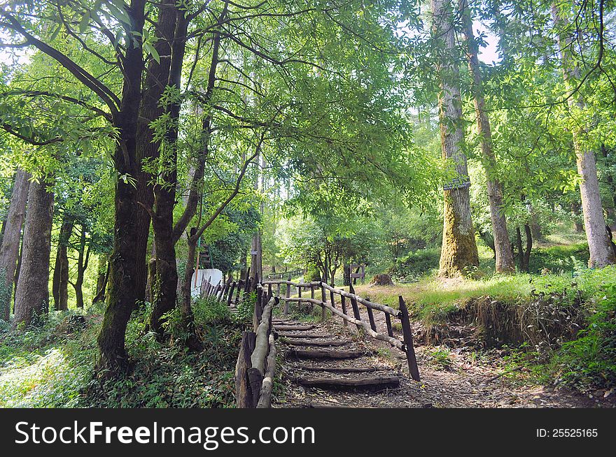 A wooden foot bridge leading through the green forest. A wooden foot bridge leading through the green forest