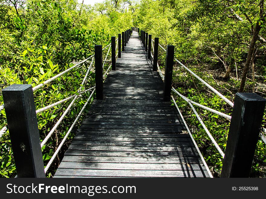 Wood bridge in mangrove forest