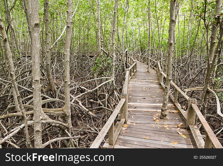 Boardwalk In Mangrove Forest