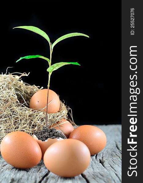 Growing green plant in egg shell