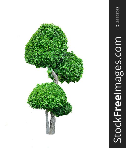 Isolated tree for landscape design