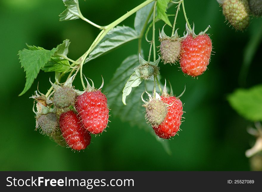 Pic of group of raspberries. Pic of group of raspberries