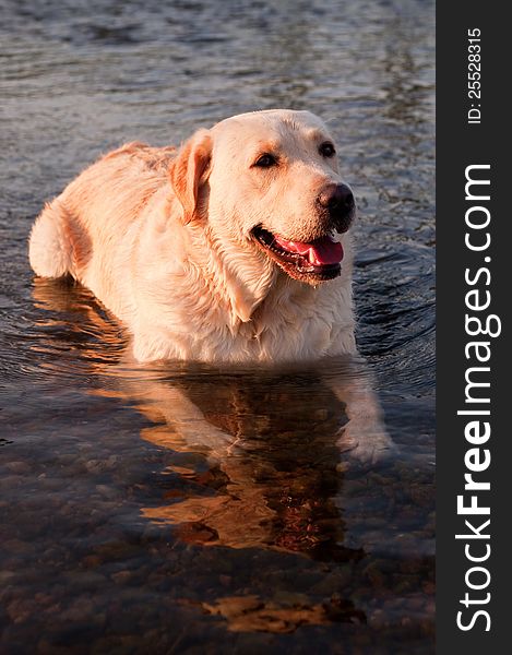 Dog lying in the water to cooled