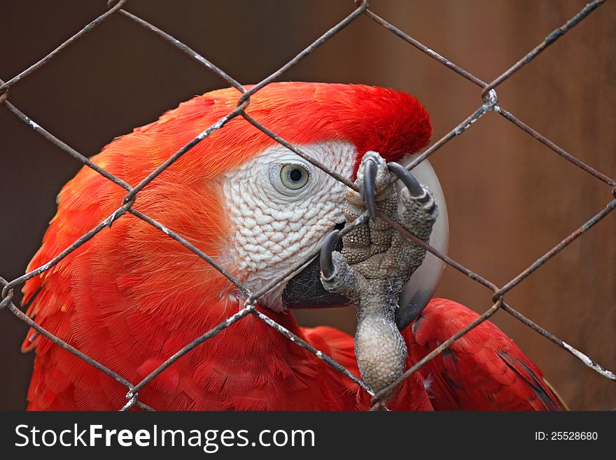 Dreams Of Freedom - Sad Parrot Behind Bars