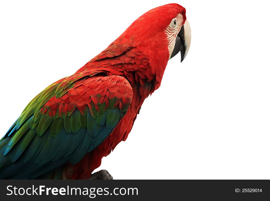 Photo of red parrot Macaw