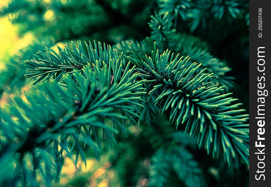 silver fir in the garden