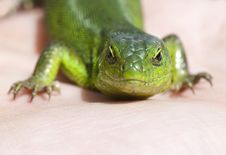 Portrait Of Green Lizard Royalty Free Stock Image Portrait Of Green Lizard Royalty Free Stock Image