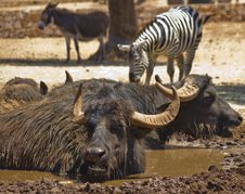 Buffalo In The Mud And Zebra Stock Photo Buffalo In The Mud And Zebra Stock Photo