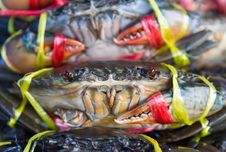 Fresh Crabs On Sale Stock Photo Fresh Crabs On Sale Stock Photo