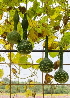 Squash Growing On Vine Stock Photo Squash Growing On Vine Stock Photo