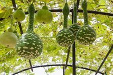 Squash Growing On Vine Royalty Free Stock Image Squash Growing On Vine Royalty Free Stock Image