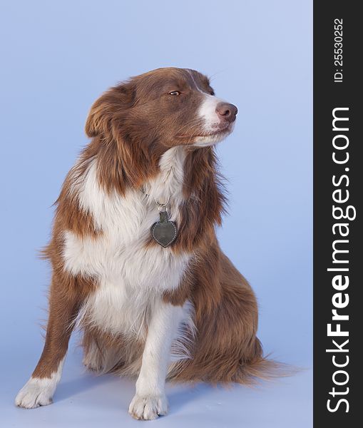 Sitting brown Border Collie on background