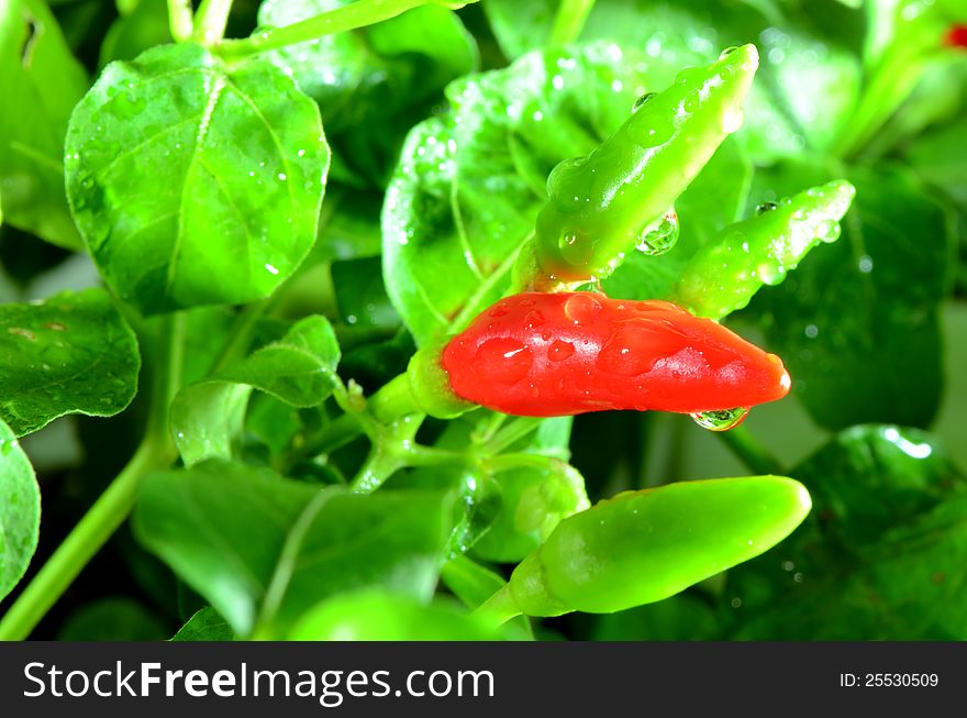 Fresh spicy chili are ready for harvest. Fresh spicy chili are ready for harvest.