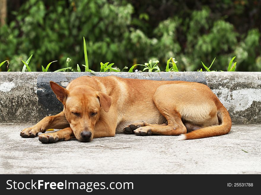 Brown homeless dog on the road. Brown homeless dog on the road