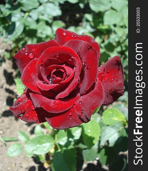 Red rose with water drops on petals, in the garden. Red rose with water drops on petals, in the garden