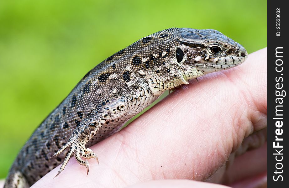 Beautiful small lizard on hand