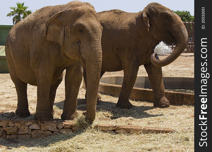 Two elephant and one of it is playng with water. Two elephant and one of it is playng with water