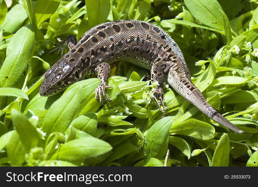 Beautiful lizard on the green grass