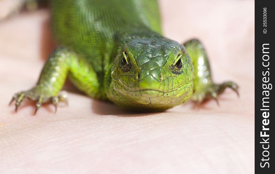 Portrait Of Green Lizard