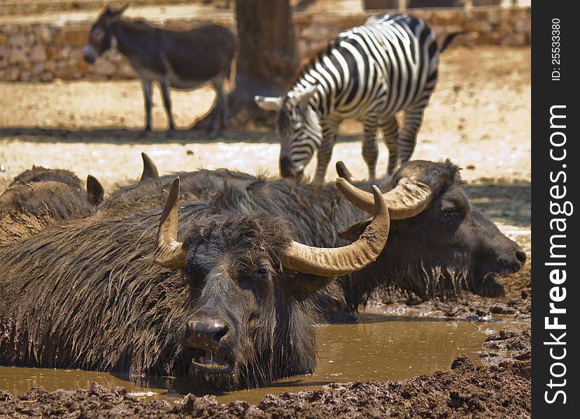 Buffalo in the mud and zebra
