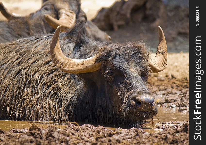 buffalo in the mud under an hot sun. buffalo in the mud under an hot sun