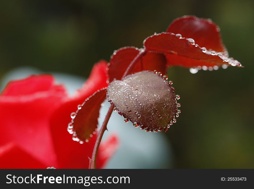 Drops of rain on the leaves of rose. Drops of rain on the leaves of rose