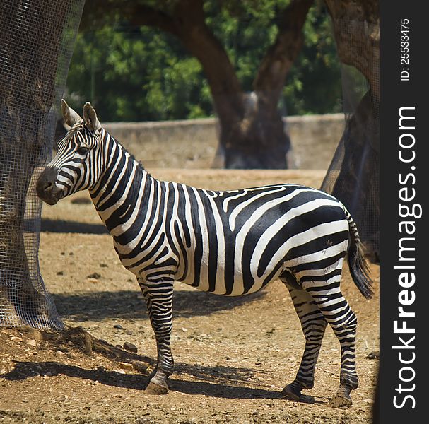 A speciment of african zebra. A speciment of african zebra