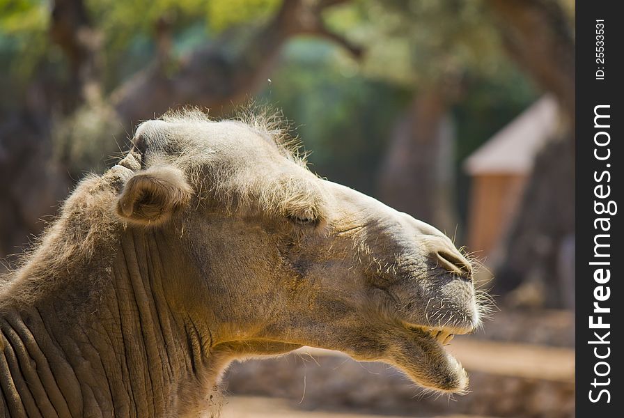 The head of an old camel in a zoo. The head of an old camel in a zoo